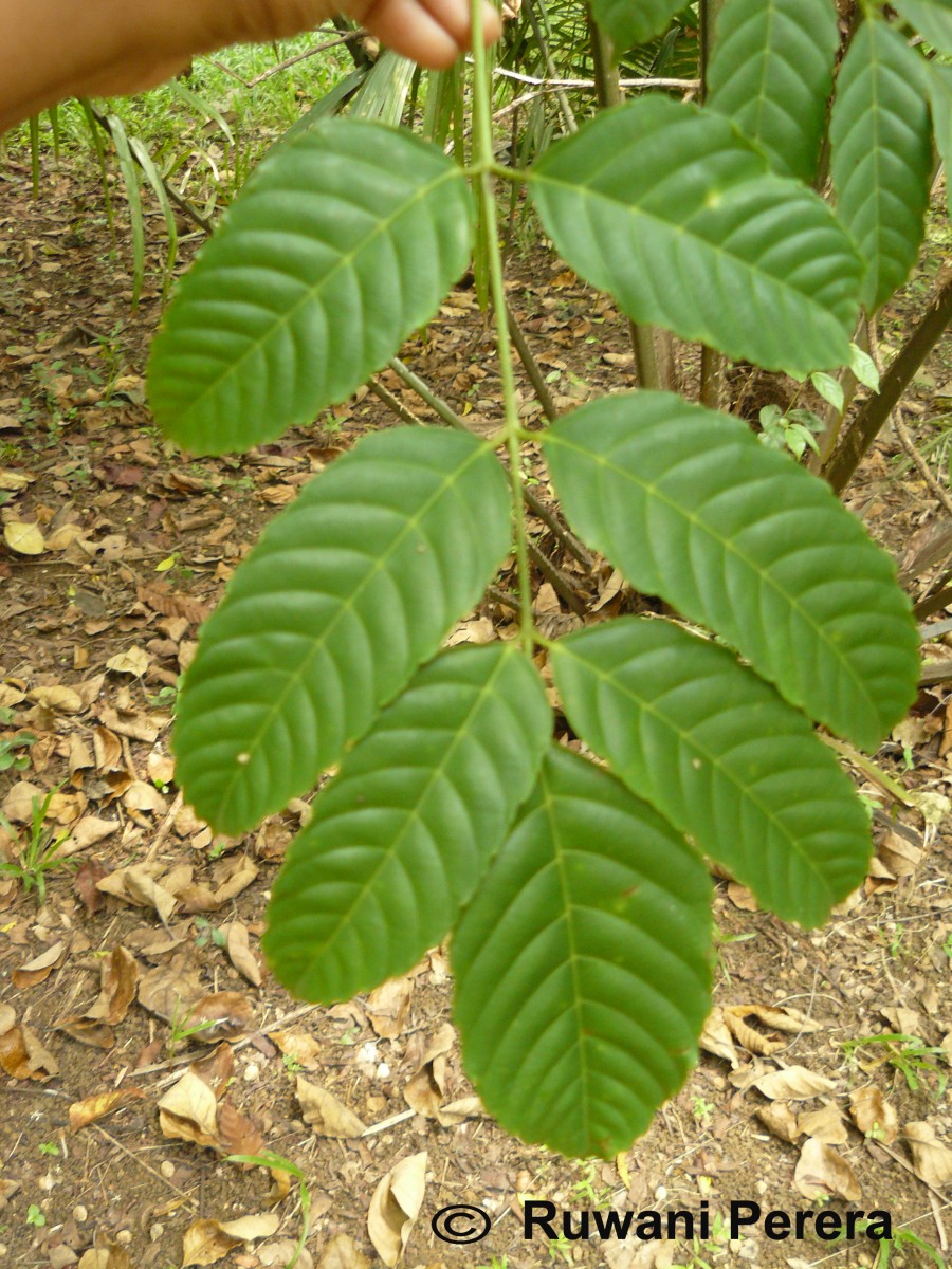 Leea indica (Burm.f.) Merr.